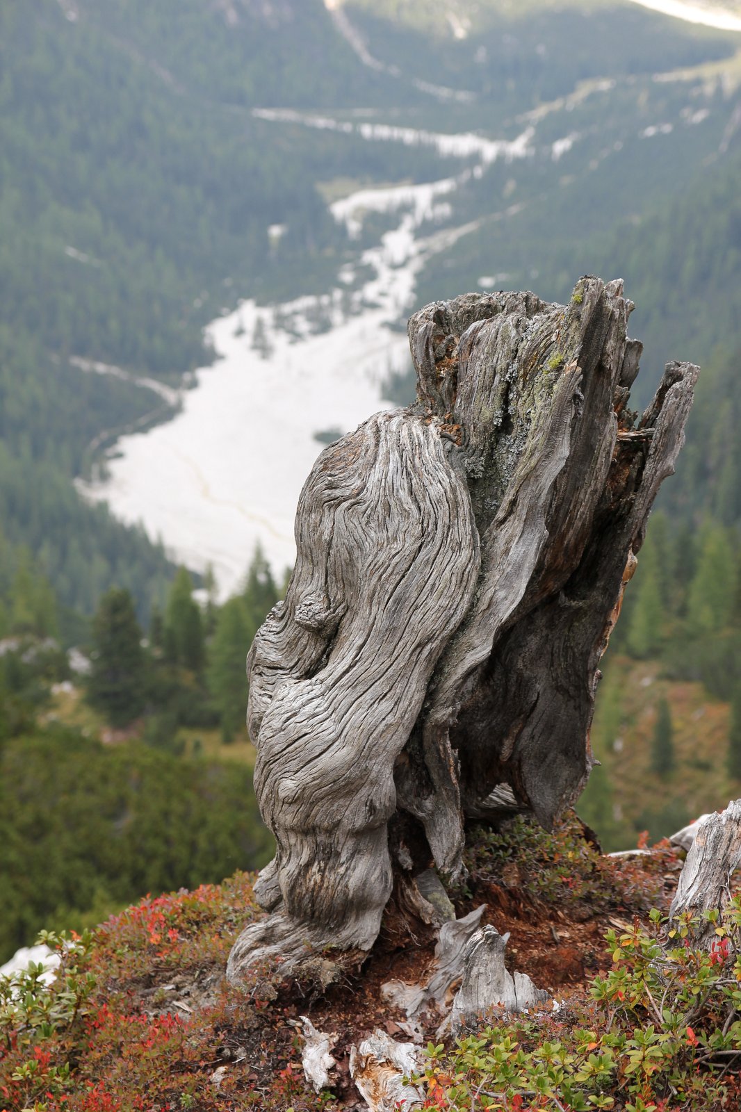 Ein alter Geselle in exponierter Lage