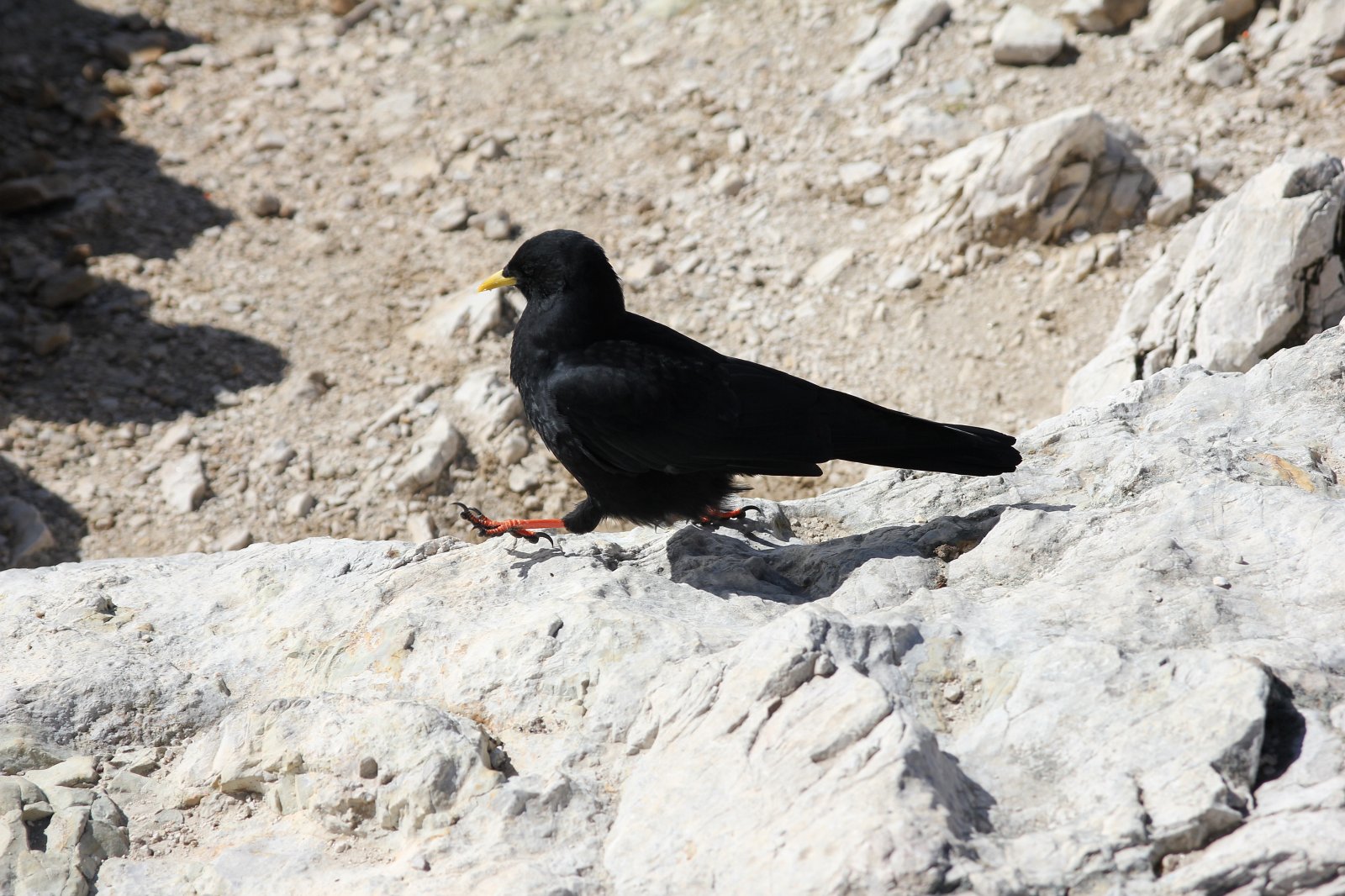 Diese Kerle sind im Hochpustertal überall - gelber Schnabel, rote Krallen